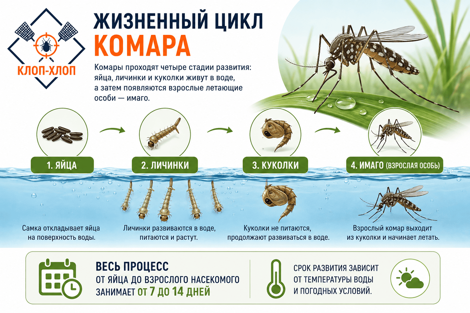 Жизненный цикл комара: от яйца до имаго